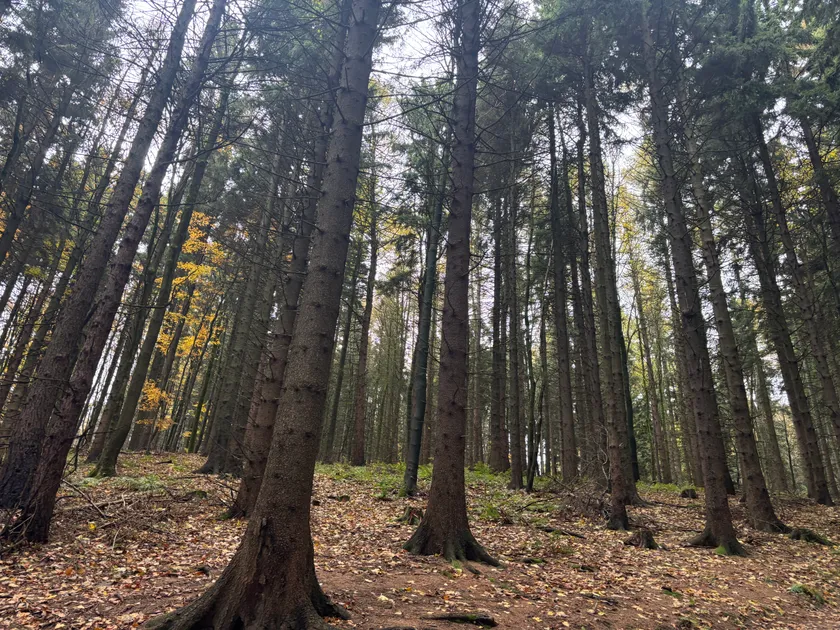 Co ovlivňuje cenu pelet v roce 2026? Levnější jaro zatím není jisté