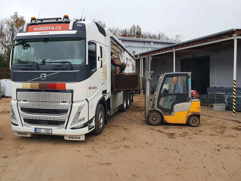 nakládka a&nbsp;rozvoz sazenic